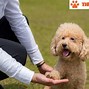 Cách Nuôi Và Huấn Luyện Chó Poodle